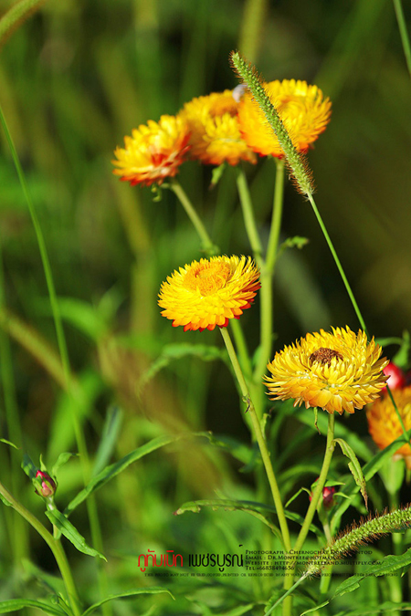 ภูทับเบิก-ภูหินร่องกล้า ภูทับเบิก-ภูหินร่องกล้า