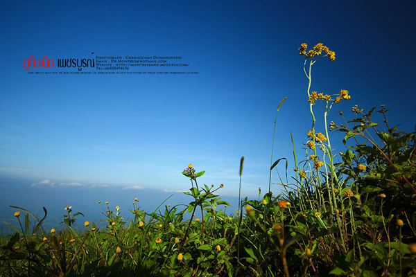 ภูทับเบิก-ภูหินร่องกล้า ภูทับเบิก-ภูหินร่องกล้า