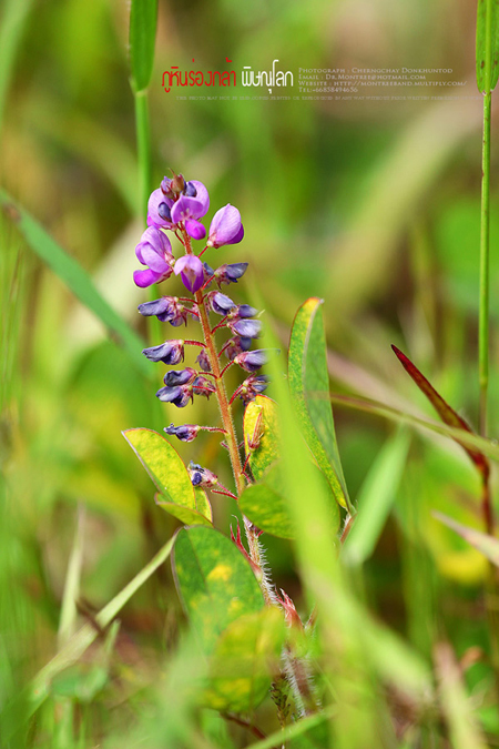 ภูทับเบิก-ภูหินร่องกล้า ภูทับเบิก-ภูหินร่องกล้า
