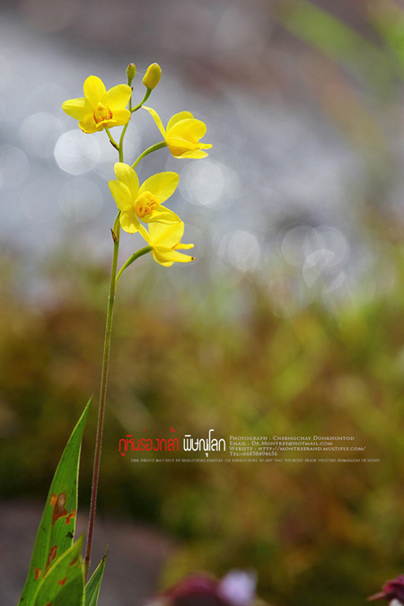 ภูทับเบิก-ภูหินร่องกล้า ภูทับเบิก-ภูหินร่องกล้า