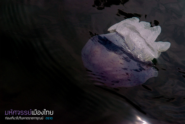 แมงกะพรุนถ้วย แมงกะพรุนถ้วย