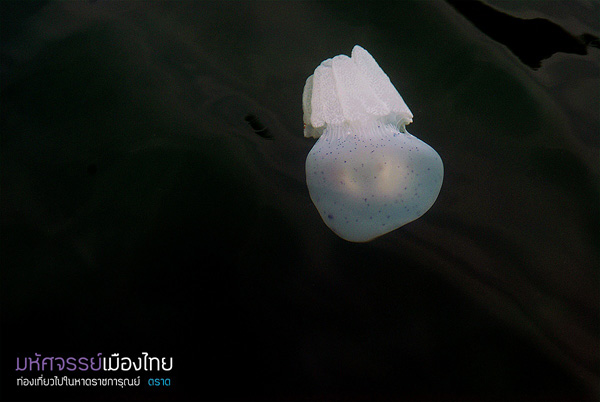 แมงกะพรุนถ้วย แมงกะพรุนถ้วย