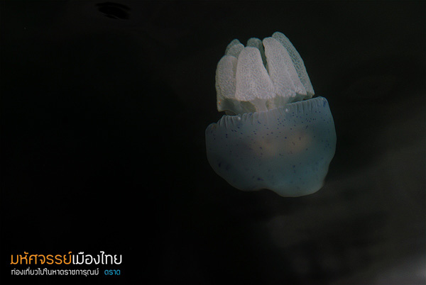 แมงกะพรุนถ้วย แมงกะพรุนถ้วย