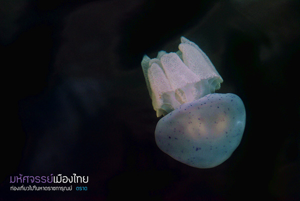 แมงกะพรุนถ้วย แมงกะพรุนถ้วย