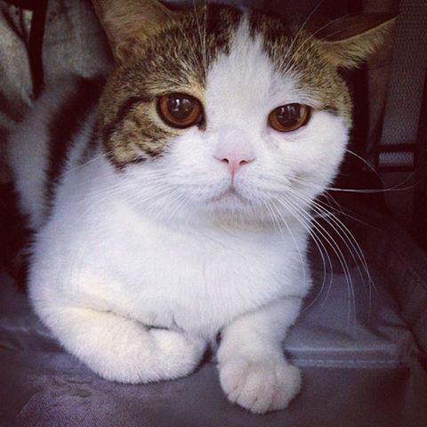 ทูนหัวของบ่าว ทูนหัวของบ่าว