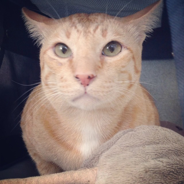 ทูนหัวของบ่าว ทูนหัวของบ่าว