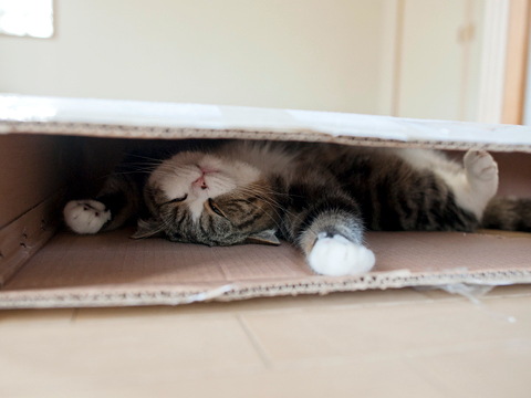maru มารุ maru มารุ