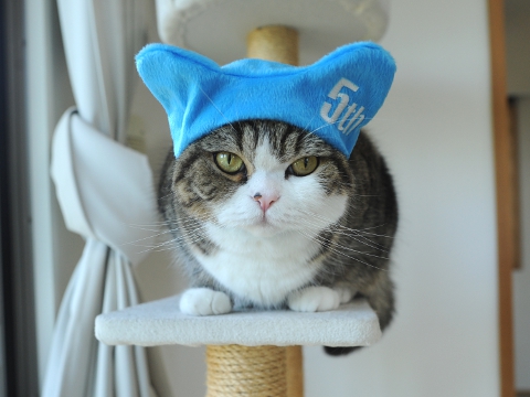 maru มารุ maru มารุ
