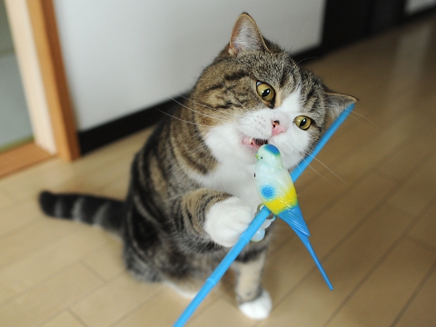 maru มารุ maru มารุ
