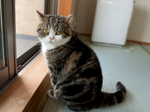 maru มารุ maru มารุ