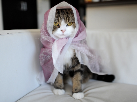 maru มารุ maru มารุ