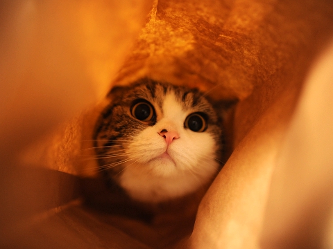 maru มารุ maru มารุ
