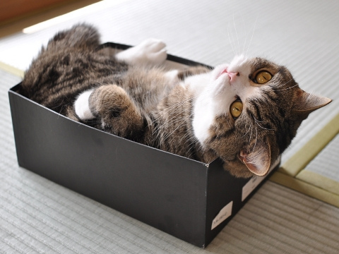 maru มารุ maru มารุ