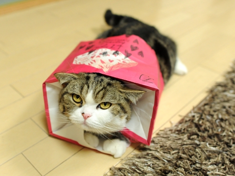 maru มารุ maru มารุ
