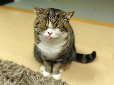 maru มารุ maru มารุ