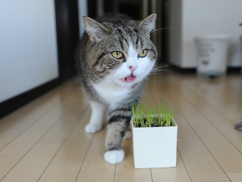 maru มารุ maru มารุ