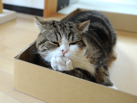 maru มารุ maru มารุ