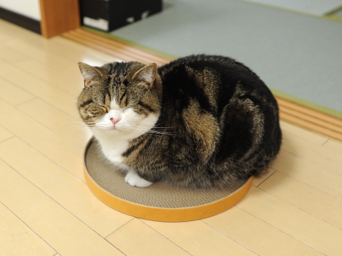 maru มารุ maru มารุ