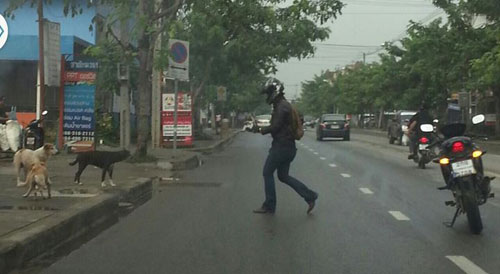 หนุ่มจอดรถ จยย. ช่วยลูกหมากลางถนน ชาวเน็ตแห่ชื่นชม หนุ่มจอดรถ จยย. ช่วยลูกหมากลางถนน ชาวเน็ตแห่ชื่นชม