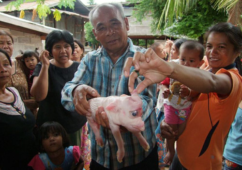ลูกหมูประหลาด หน้าคล้ายช้าง แห่กราบไหว้หาเลขเด็ด ลูกหมูประหลาด หน้าคล้ายช้าง แห่กราบไหว้หาเลขเด็ด
