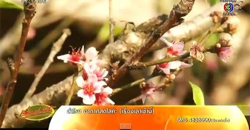 ดอกนางพญาเสือโคร่งชุดแรก เริ่มผลิบานแล้วที่ม่อมแจ่ม ดอกนางพญาเสือโคร่งชุดแรก เริ่มผลิบานแล้วที่ม่อมแจ่ม