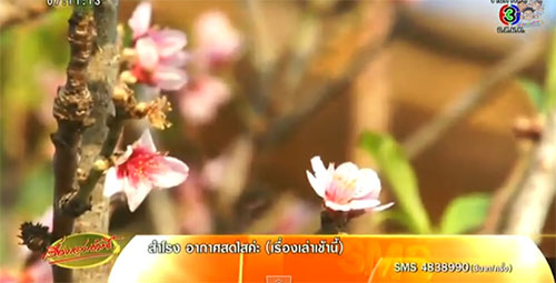 ดอกนางพญาเสือโคร่งชุดแรก เริ่มผลิบานแล้วที่ม่อมแจ่ม ดอกนางพญาเสือโคร่งชุดแรก เริ่มผลิบานแล้วที่ม่อมแจ่ม