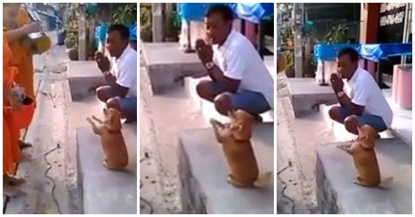 น่ารักมาก ๆ เจ้าหมาน้อยแสนรู้ ยืนรับพรจากพระซะด้วย น่ารักมาก ๆ เจ้าหมาน้อยแสนรู้ ยืนรับพรจากพระซะด้วย