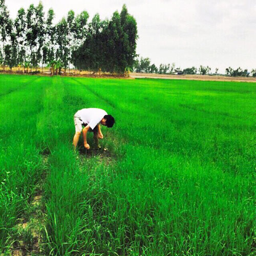 ตุ๊ก ชนกวนันท์ สาวแกร่ง ทำนาปลูกข้าวเลี้ยงครอบครัว ตุ๊ก ชนกวนันท์ สาวแกร่ง ทำนาปลูกข้าวเลี้ยงครอบครัว