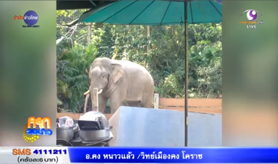 ช้างเขาใหญ่ พลายด้วน เข้ารื้อร้านอาหารสวัสดิการอุทยานฯ ช้างเขาใหญ่ พลายด้วน เข้ารื้อร้านอาหารสวัสดิการอุทยานฯ