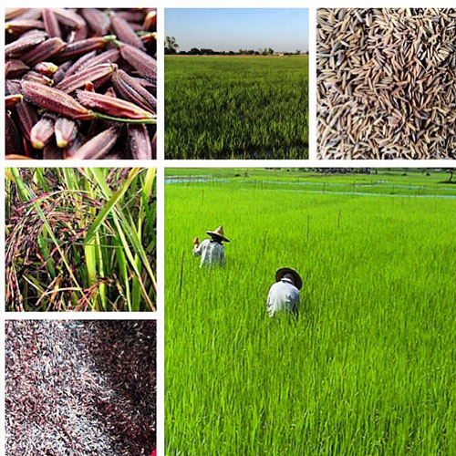 ตุ๊ก ชนกวนันท์ สาวแกร่ง ทำนาปลูกข้าวเลี้ยงครอบครัว ตุ๊ก ชนกวนันท์ สาวแกร่ง ทำนาปลูกข้าวเลี้ยงครอบครัว