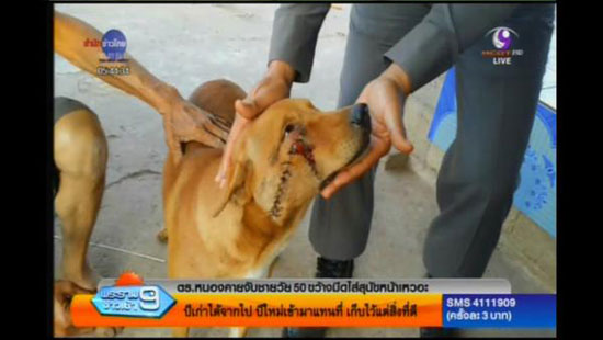 จับชายขว้างมีดใส่หน้าสุนัข เลือดอาบ ประเดิม กม.ทารุณสัตว์ ชี้ยอมความไม่ได้ จับชายขว้างมีดใส่หน้าสุนัข เลือดอาบ ประเดิม กม.ทารุณสัตว์ ชี้ยอมความไม่ได้
