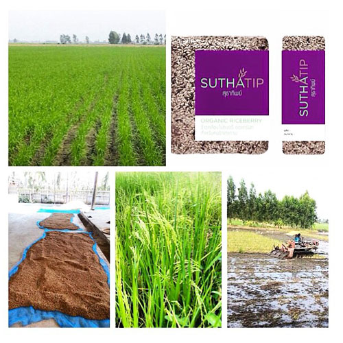 ตุ๊ก ชนกวนันท์ สาวแกร่ง ทำนาปลูกข้าวเลี้ยงครอบครัว ตุ๊ก ชนกวนันท์ สาวแกร่ง ทำนาปลูกข้าวเลี้ยงครอบครัว