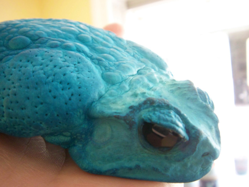 กระเป๋าหนังคางคกยักษ์ กระเป๋าหนังคางคกยักษ์