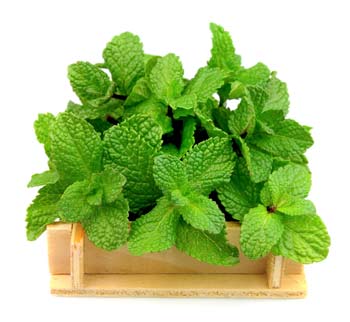 อาหารเพื่อผิวสวย อาหารเพื่อผิวสวย