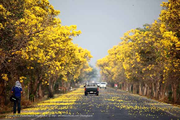 ถนนลายดอกไม้ ถนนลายดอกไม้
