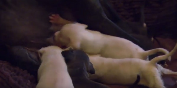 คลิปสุดซึ้ง แม่หมาใกล้ตายได้กลับมาเจอหน้าลูกอีกครั้ง คลิปสุดซึ้ง แม่หมาใกล้ตายได้กลับมาเจอหน้าลูกอีกครั้ง