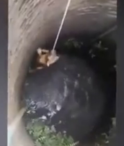 ชมภารกิจช่วยสุนัขตกบ่อ ชมภารกิจช่วยสุนัขตกบ่อ