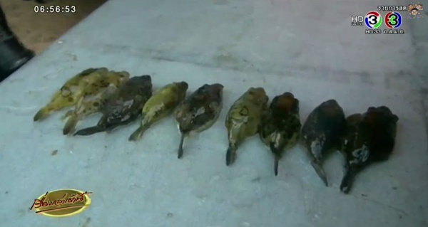 เตือน ! อย่ากินปลาปักเป้าเด็ดขาด-ล่าสุดเสียชีวิตเพิ่มอีก 1 ราย เตือน ! อย่ากินปลาปักเป้าเด็ดขาด-ล่าสุดเสียชีวิตเพิ่มอีก 1 ราย