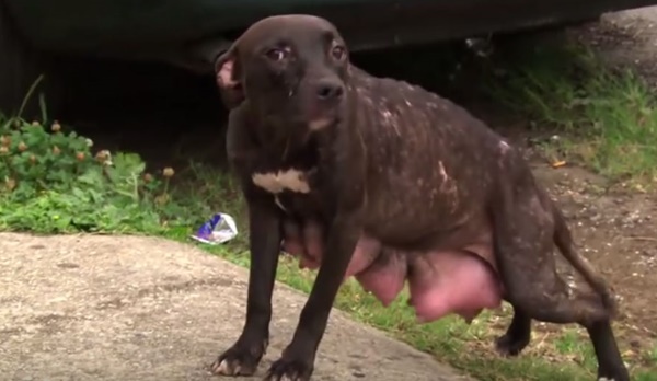 คลิปสุดซึ้ง แม่หมาใกล้ตายได้กลับมาเจอหน้าลูกอีกครั้ง คลิปสุดซึ้ง แม่หมาใกล้ตายได้กลับมาเจอหน้าลูกอีกครั้ง