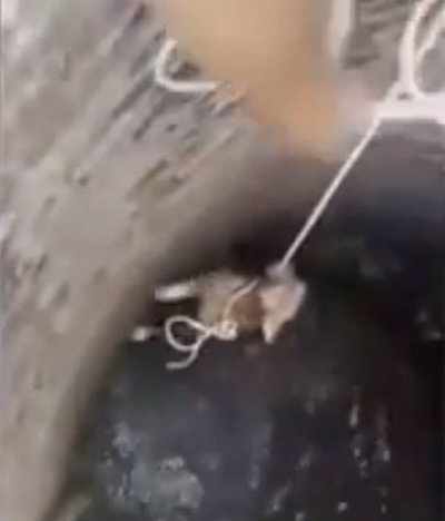 ชมภารกิจช่วยสุนัขตกบ่อ ชมภารกิจช่วยสุนัขตกบ่อ