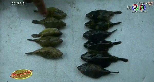 เตือน ! อย่ากินปลาปักเป้าเด็ดขาด-ล่าสุดเสียชีวิตเพิ่มอีก 1 ราย เตือน ! อย่ากินปลาปักเป้าเด็ดขาด-ล่าสุดเสียชีวิตเพิ่มอีก 1 ราย