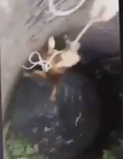 ชมภารกิจช่วยสุนัขตกบ่อ ชมภารกิจช่วยสุนัขตกบ่อ