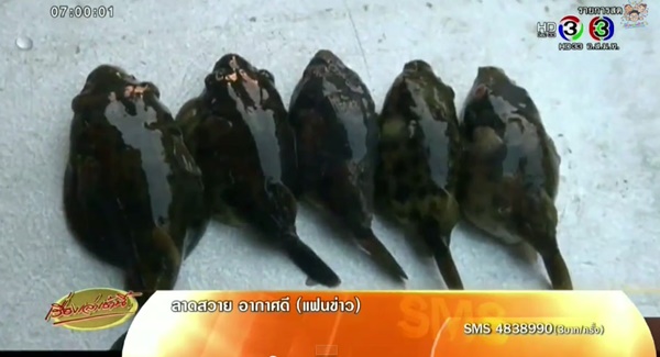 เตือน ! อย่ากินปลาปักเป้าเด็ดขาด-ล่าสุดเสียชีวิตเพิ่มอีก 1 ราย เตือน ! อย่ากินปลาปักเป้าเด็ดขาด-ล่าสุดเสียชีวิตเพิ่มอีก 1 ราย