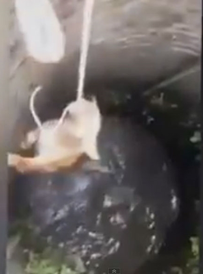 ชมภารกิจช่วยสุนัขตกบ่อ ชมภารกิจช่วยสุนัขตกบ่อ