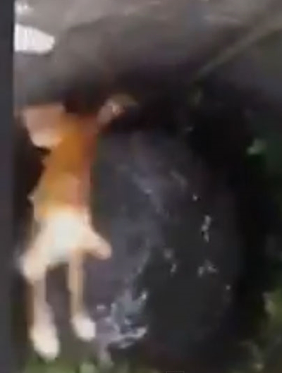 ชมภารกิจช่วยสุนัขตกบ่อ ชมภารกิจช่วยสุนัขตกบ่อ