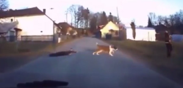 สุดขำ คลิปเจ้าตูบลากเจ้านายไปตามพื้น วิ่งเล่นชิว ๆ สุดขำ คลิปเจ้าตูบลากเจ้านายไปตามพื้น วิ่งเล่นชิว ๆ