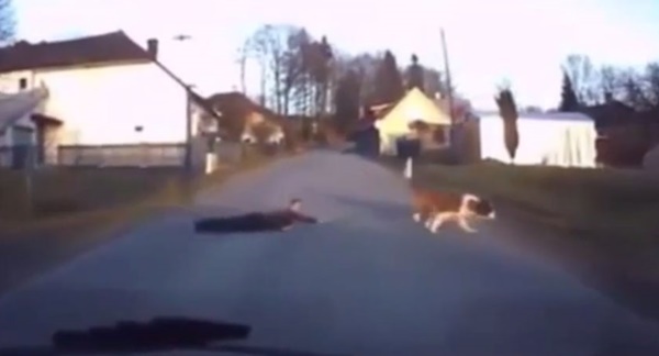 สุดขำ คลิปเจ้าตูบลากเจ้านายไปตามพื้น วิ่งเล่นชิว ๆ สุดขำ คลิปเจ้าตูบลากเจ้านายไปตามพื้น วิ่งเล่นชิว ๆ