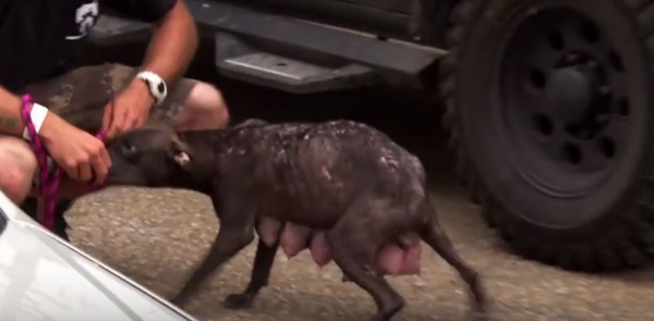 คลิปสุดซึ้ง แม่หมาใกล้ตายได้กลับมาเจอหน้าลูกอีกครั้ง คลิปสุดซึ้ง แม่หมาใกล้ตายได้กลับมาเจอหน้าลูกอีกครั้ง