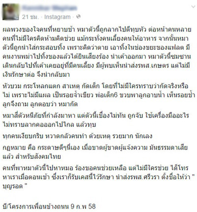 สุนัขโดนทุบหัว สุนัขโดนทุบหัว