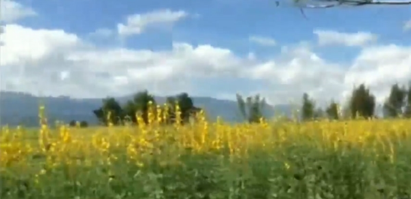 ทุ่งปอเหลือง ทุ่งปอเหลือง